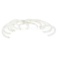 Z002424 Compatible Groen Packing Rings (Pk 10), 1-5/8 Od